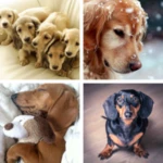 Logo of Dachshund HD Wallpapers android Application 