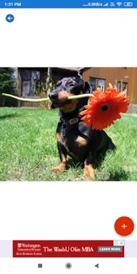 Dachshund HD Wallpapers android App screenshot 2