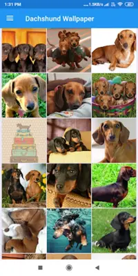 Dachshund HD Wallpapers android App screenshot 3