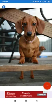 Dachshund HD Wallpapers android App screenshot 4