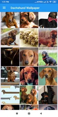 Dachshund HD Wallpapers android App screenshot 7